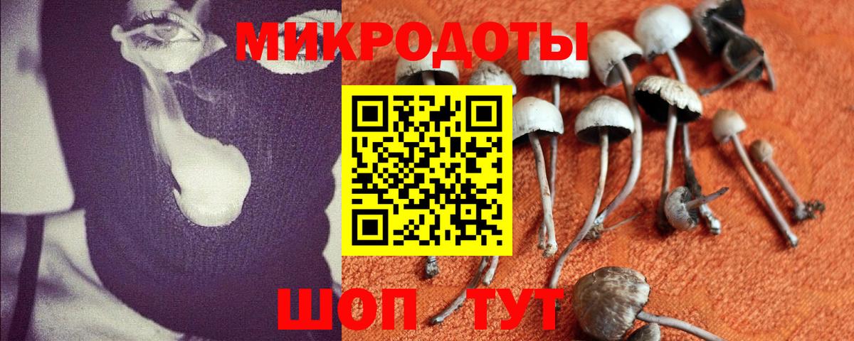 Каменск-Шахтинский  Псилоцибиновые грибы мицелий  Вход с VPN  Псилоцибиновые грибы мицелий 